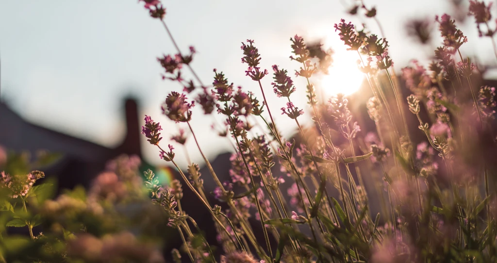 Ein Lavendelbusch im warmen Licht des Sonnenuntergangs, dessen zarte Blüten in der Abenddämmerung leuchten.