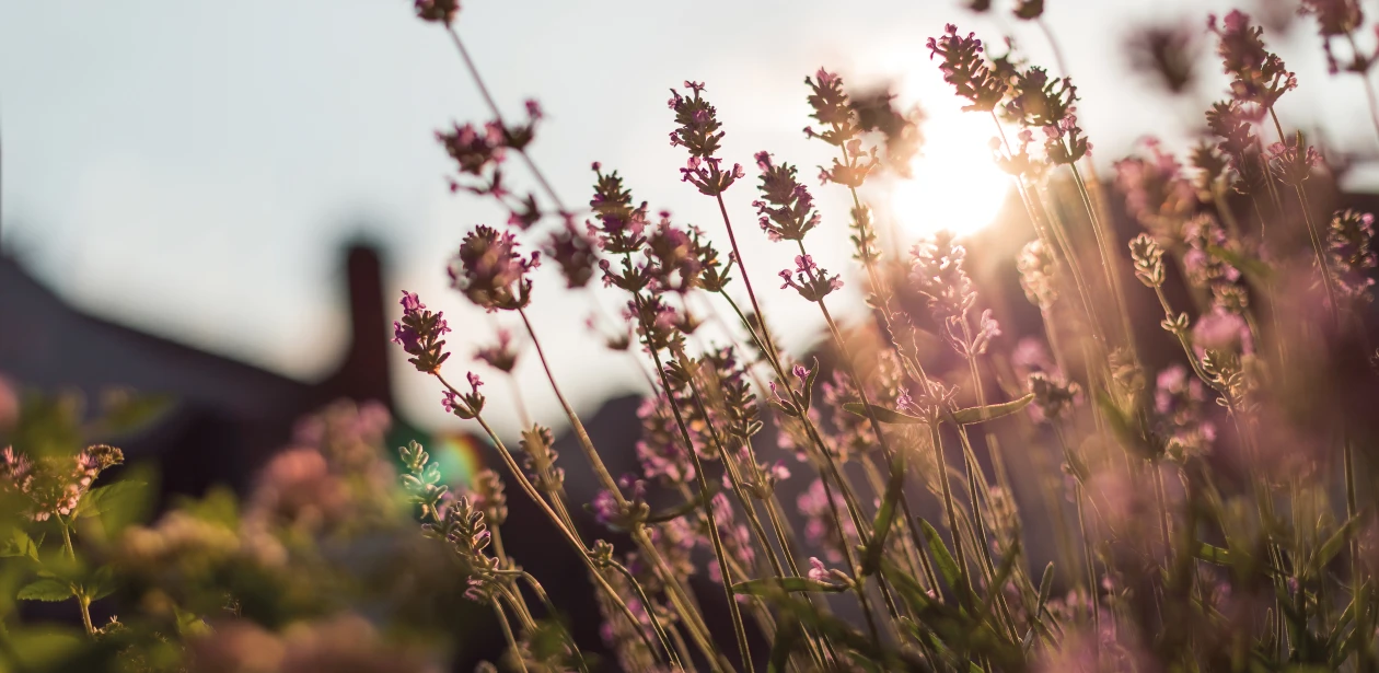 Ein Lavendelbusch im warmen Licht des Sonnenuntergangs, dessen zarte Blüten in der Abenddämmerung leuchten.