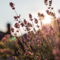 Un arbusto de lavanda bajo la cálida luz del atardecer, cuyas delicadas flores brillan en el crepúsculo.
