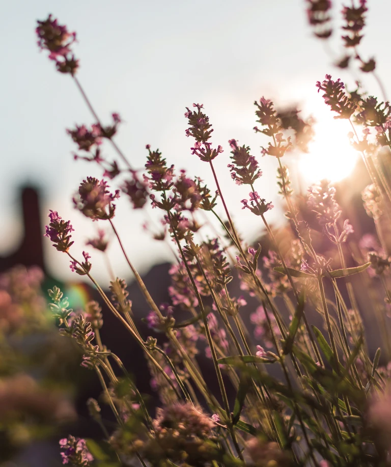 Ein Lavendelbusch im warmen Licht des Sonnenuntergangs, dessen zarte Blüten in der Abenddämmerung leuchten.