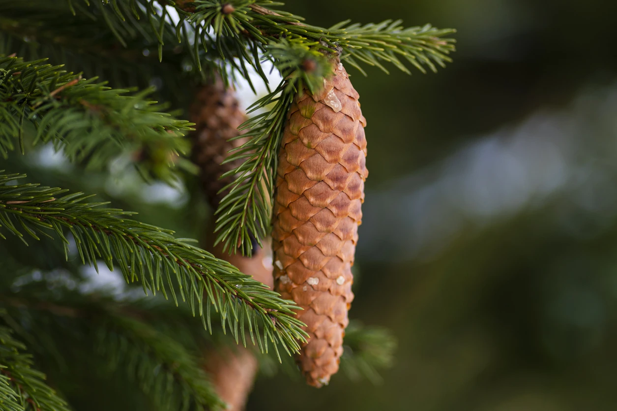Tanne Ein Symbol von Stärke, Schönheit und Nachhaltigkeit