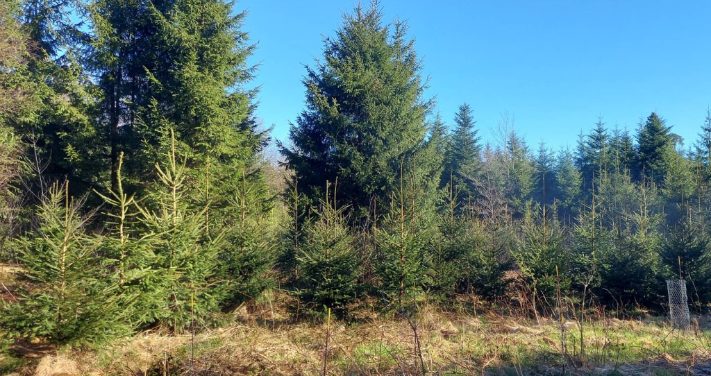 Ein dichter Nadelwald bei klarem Wetter – hohe, schlanke Bäume erstrecken sich unter blauem Himmel, durchflutet von hellem Tageslicht und frischer Atmosphäre.
