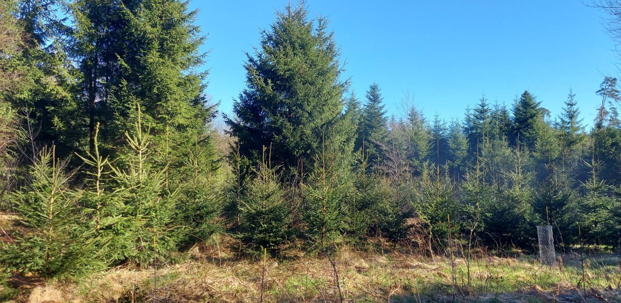 Ein dichter Nadelwald bei klarem Wetter – hohe, schlanke Bäume erstrecken sich unter blauem Himmel, durchflutet von hellem Tageslicht und frischer Atmosphäre.