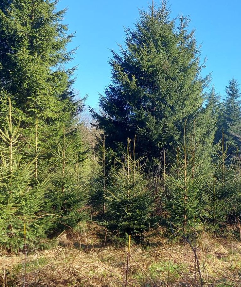 Ein dichter Nadelwald bei klarem Wetter – hohe, schlanke Bäume erstrecken sich unter blauem Himmel, durchflutet von hellem Tageslicht und frischer Atmosphäre.