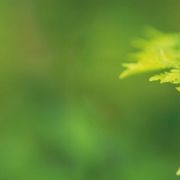 Nahaufnahme eines frischen grünen Farnblatts mit Wassertropfen im natürlichen Licht