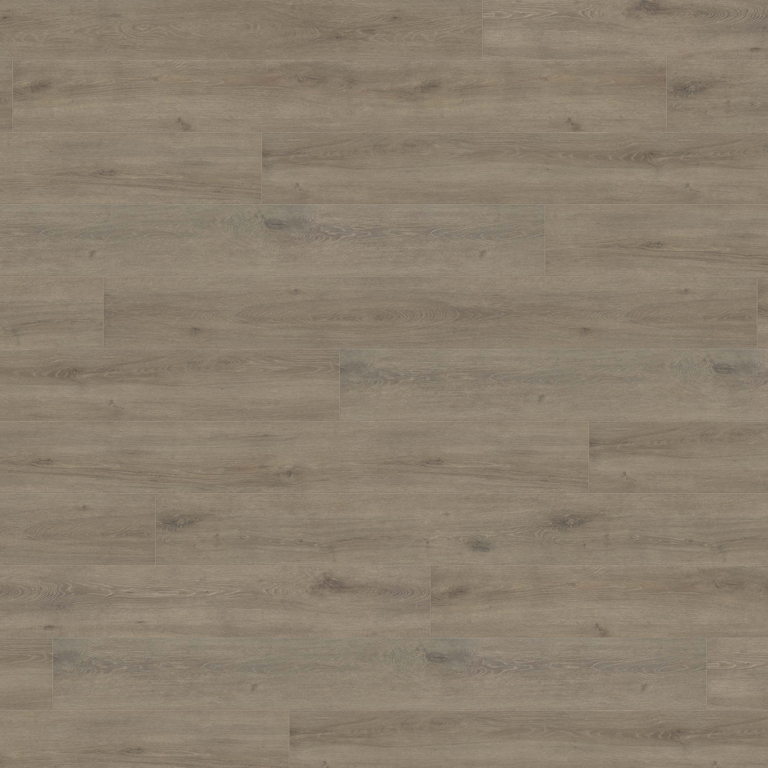 HARO Laminatboden TRITTY 100 Gran Via 4V Eiche Veneto mocca* authentic matt Top Connect
