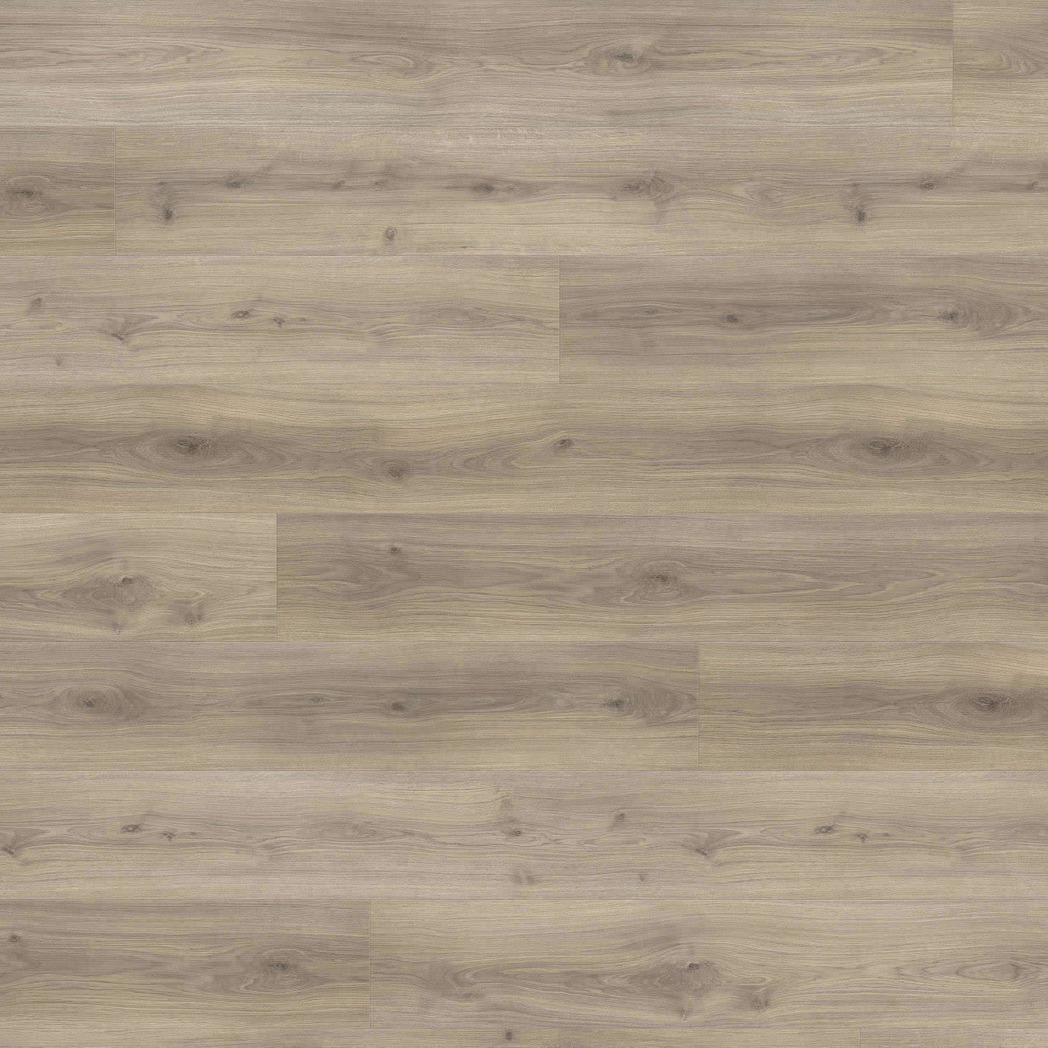 HARO Laminatboden TRITTY 100 Gran Via 4V Eiche Emilia samtgrau* authentic soft Top Connect