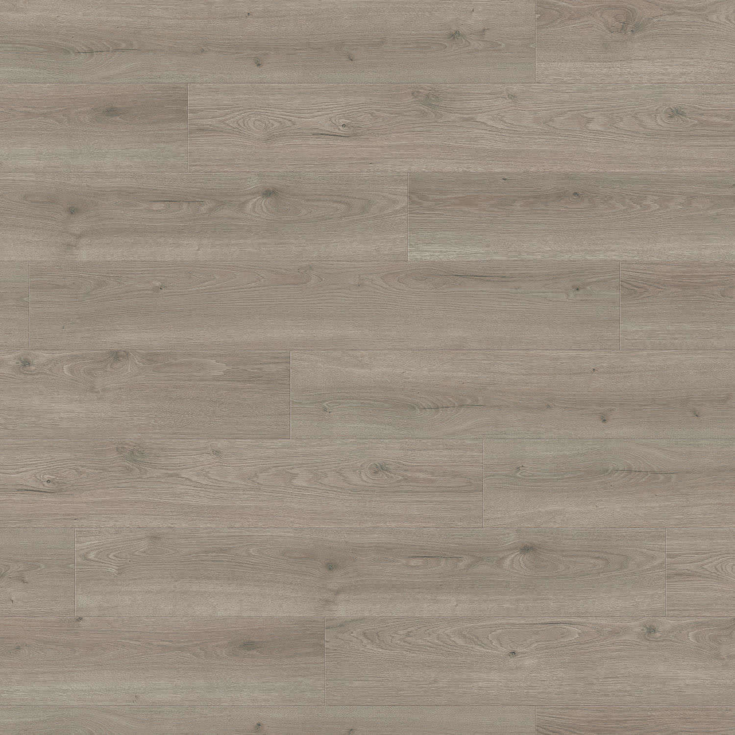 HARO Laminatboden TRITTY 100 Landhausdiele 4V Eiche Flavia grau* authentic Top Connect